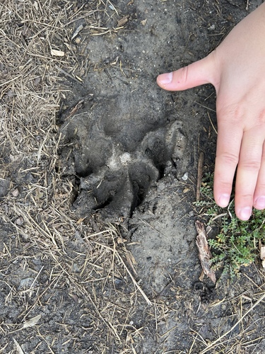 iNaturalist observation photo of Coyote