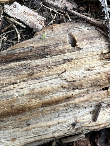 iNaturalist observation photo of Argentine Ant