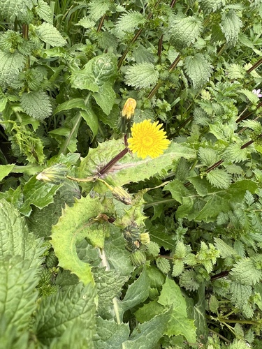 iNaturalist observation photo of Common Sow-thistle