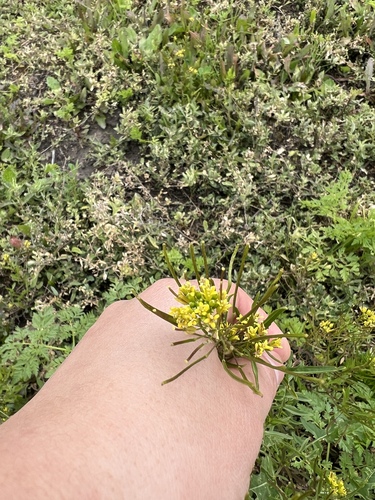 iNaturalist observation photo of London rocket