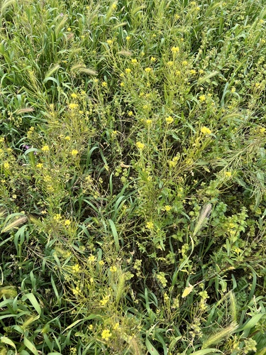 iNaturalist observation photo of London rocket