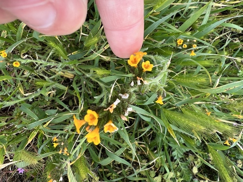 iNaturalist observation photo of Common Fiddleneck