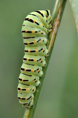 Papilio machaon
