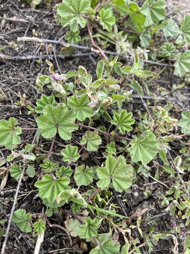 iNaturalist observation photo of Mallows