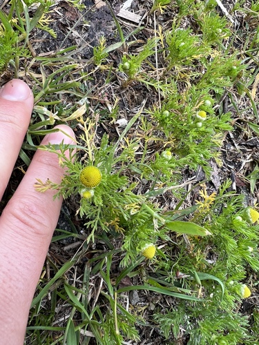 iNaturalist observation photo of pineapple-weed