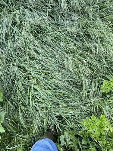 iNaturalist observation photo of great brome