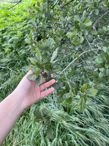 iNaturalist observation photo of coast live oak