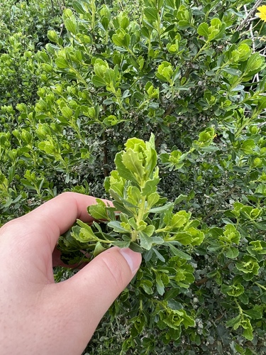iNaturalist observation photo of coyote brush