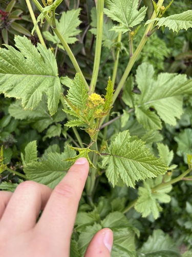iNaturalist observation photo of charlock