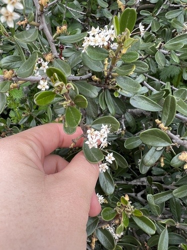 iNaturalist observation photo of bigpod ceanothus