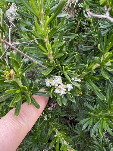iNaturalist observation photo of California Buckwheat