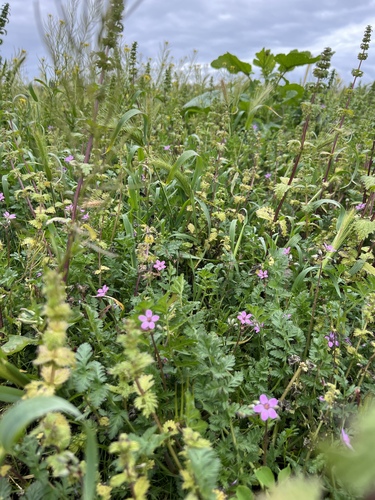 iNaturalist observation photo of Dwarf Nettle