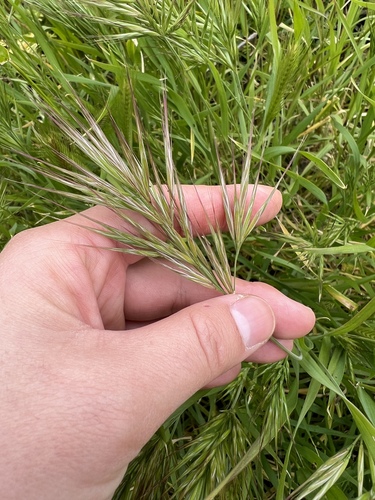 iNaturalist observation photo of Red Brome