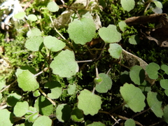 Brachyglottis sciadophila