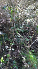 Brachyglottis sciadophila