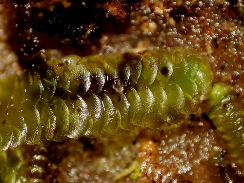 Schiffneriolejeunea