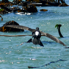 Bank Cormorant photo 3