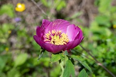 Paeonia officinalis