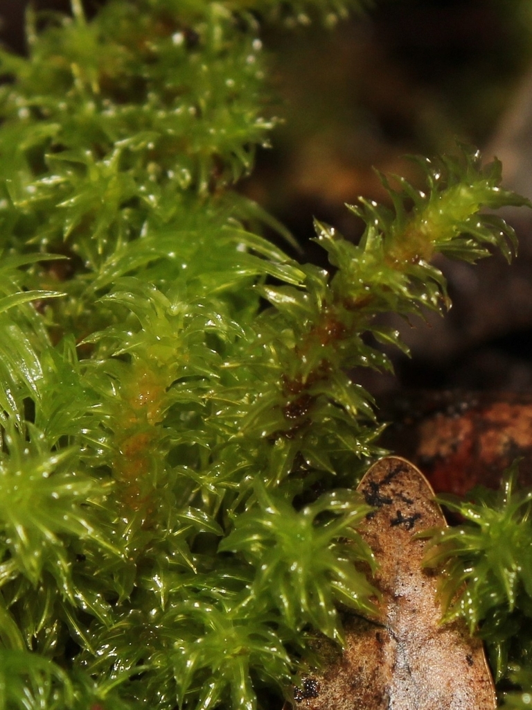 Mitthyridium fasciculatum (Mitthyridium fasciculatum)