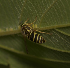 Vespula flaviceps