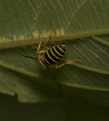 Vespula flaviceps