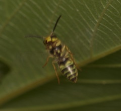 Vespula flaviceps