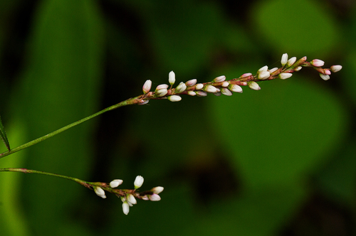 Persicaria decipiens image