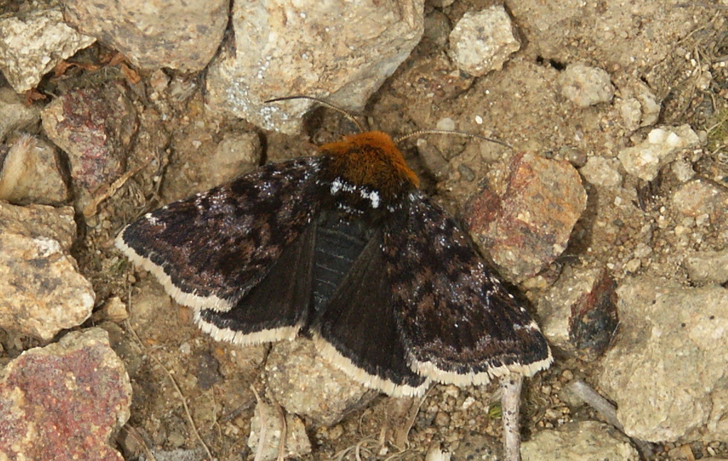 Apaustis rupicola