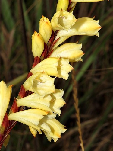 Watsonia watsonioides image