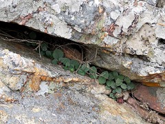 Ceropegia coddii image