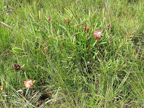 Protea parvula image