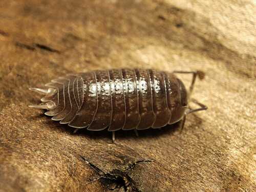 Porcellio colasi