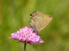 Satyrium ilicis