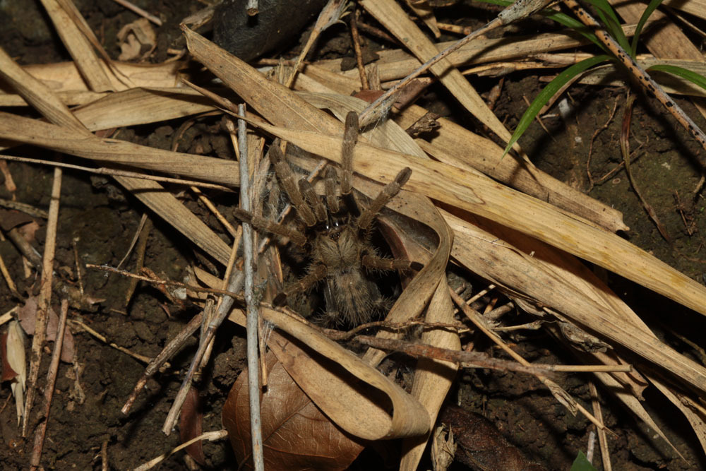 Asian Mustard Tarantula