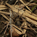 Asian Mustard Tarantula - Photo (c) Vojtěch Víta, some rights reserved (CC BY-NC), uploaded by Vojtěch Víta