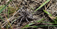 Lycosa singoriensis
