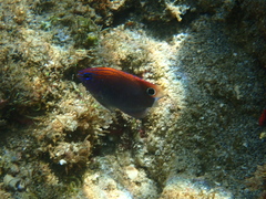 Pomacentrus bankanensis