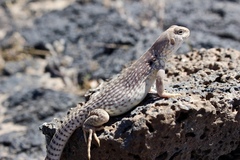 Dipsosaurus dorsalis