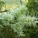 Grevillea mcgillivrayi - Photo (c) Zig, some rights reserved (CC BY-NC-ND), uploaded by Zig