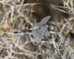 Libellula composita