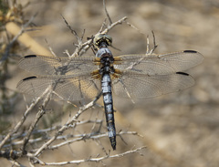 Libellula composita