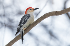 Red-Bellied Woodpecker photo 2