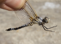 Libellula composita
