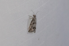 Pelochrista costastriata