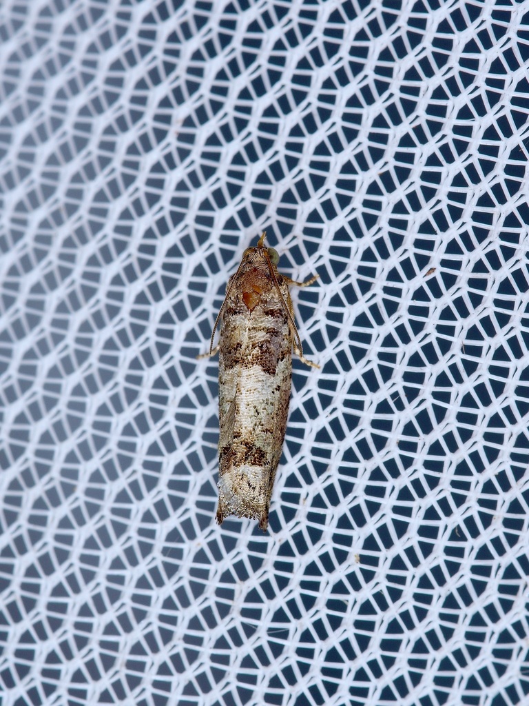 Pseudexentera knudsoni