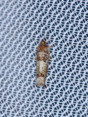Pseudexentera knudsoni