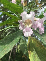 × chitalpa tashkentensis