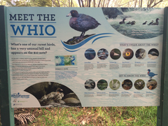 Hymenolaimus malacorhynchos