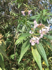 × chitalpa tashkentensis