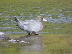 Hymenolaimus malacorhynchos